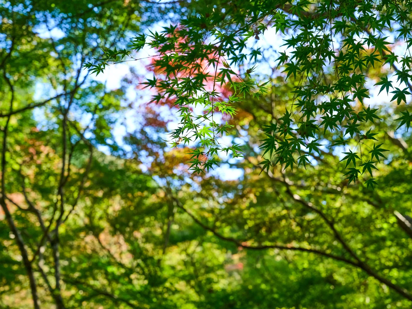 Kiyomizu-dera
