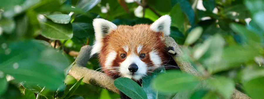 Wildlife