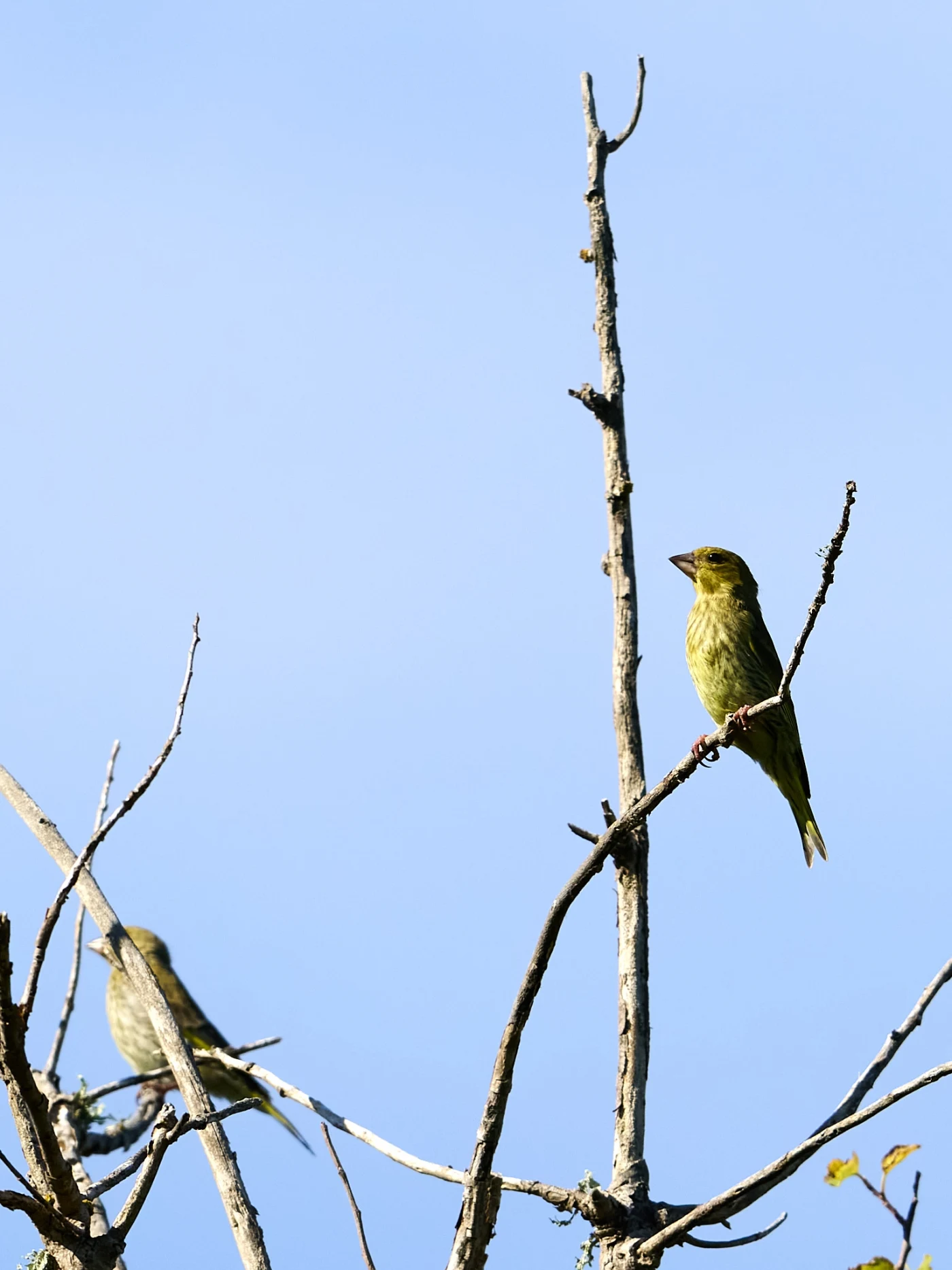 Wildlife