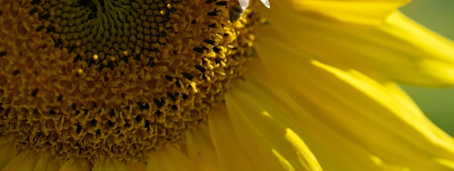 Macro